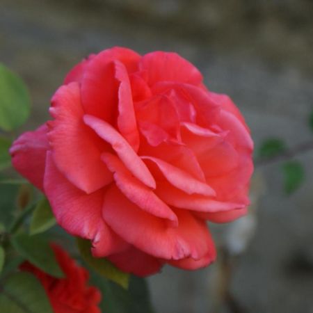 Romantic Gite Nr St Emilion With Private Pool And Views To Die For Pujols  Εξωτερικό φωτογραφία